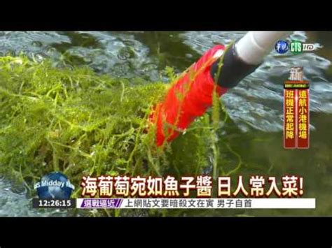 海葡萄樹果實可以吃嗎|海葡萄樹果實：味蕾的海洋奇蹟 – 植物盆栽綠寶典